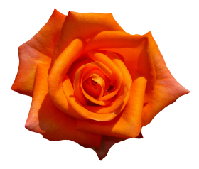 Orange Rose Flower Top View