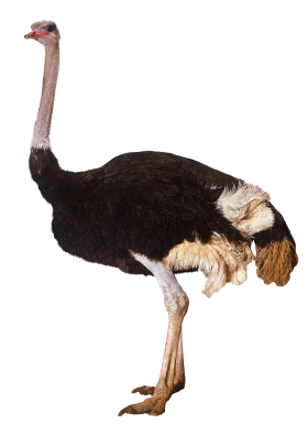 Ostrich Standing