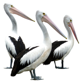 Pelicans Birds