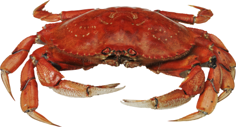 Red Crab Standing