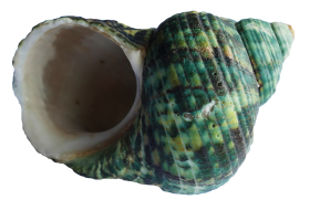 Sea Ocean Shell