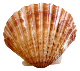 Sea Ocean Shell