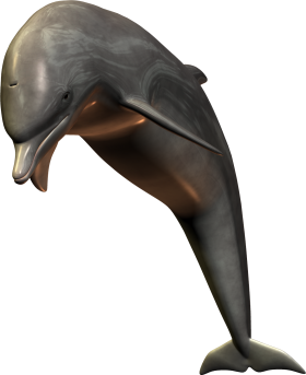 Silver Bottlenose Dolphin Jumping