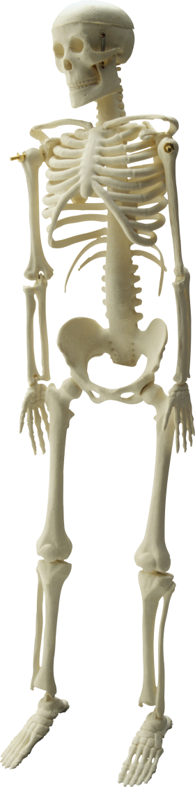 Skeleton, Skull
