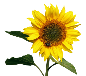 Sunflower Transparent