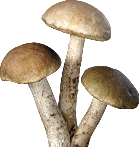 Three tree Mushrooms