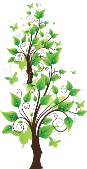 Fairy Leaf Tree
