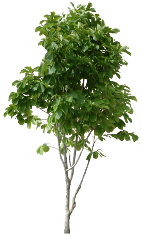 Plant Wood Tree