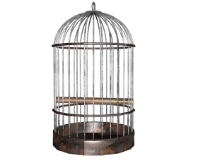 White Bird Cage