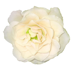 White Roses