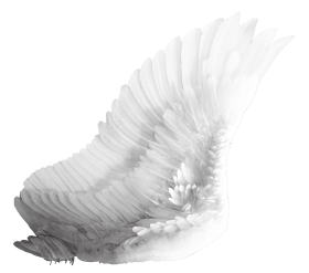 Wings White