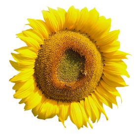 Yellow Sunflower Flower