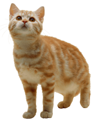 Sweet Cat Kitten PNG
