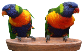 Two Multi Colors Parrots