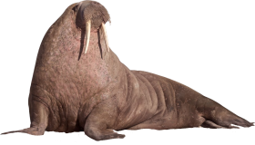 Walrus Sitting On The Ground