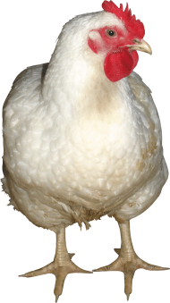 white chicken front