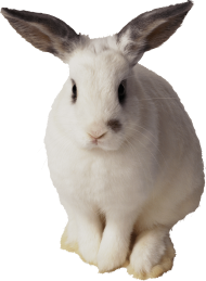 white rabbit sitting
